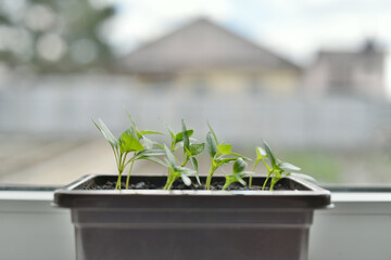 Sweet bell pepper sprouts growing by the window