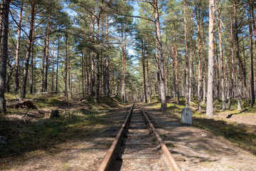 Railroad tracks in the coniferous forest. Hel, Pomeranian district, Poland. Selective focus. 