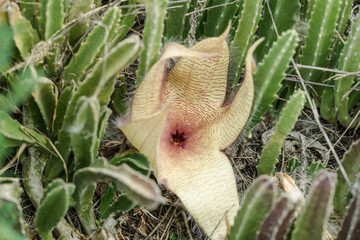 Stapelia gigantea at Kaiwi Shoreline Trail, East Honolulu coast, Oahu, Hawaii. Zulu giant, carrion plant and toad plant