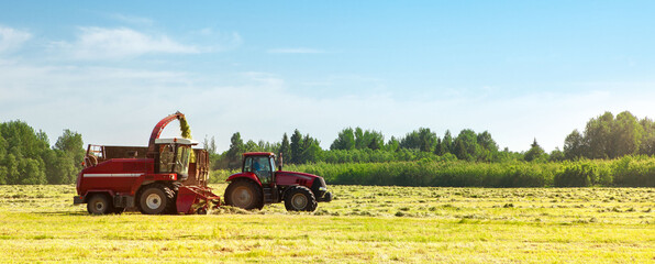 Hay harvesting in the field. The harvester collects the cut grass in the tractor trailer.