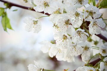 Cherry blossoms for blooming spring white background