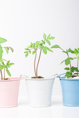 seedling at small bucket isolated. domestic vegetable gardening concept. creative idea growth