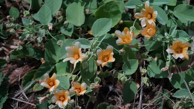 Wildflowers at Kaiwi Shoreline Trail, Oahu, Hawaii. Sida fallax, known as yellow 'ilima, or in Hawaiian, ʻilima