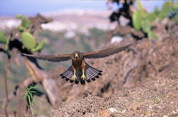 Cernícalo cazando. Kestrel hunting.