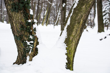 pień drzewa w parku porośnięty bluszczem i oblepiony śniegiem, zima - obrazy, fototapety, plakaty