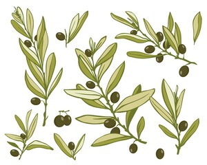 olives, set of olive tree branches with foliage and green tree fruits, valuable and useful plant, stylized vector graphics