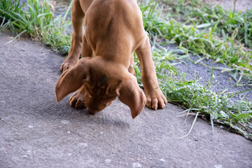 young dog playing in grass