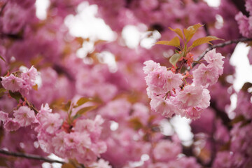 Beautiful and cute pink cherries (Sakura flowers), wallpaper background, soft focus. Natural looking Sakura flowers blooming in the garden against the backdrop of morning spring. 