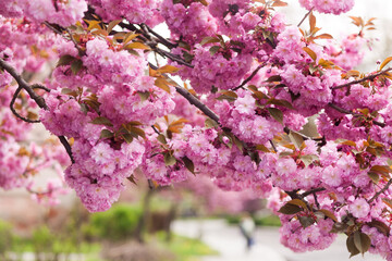 Beautiful and cute pink cherries (Sakura flowers), wallpaper background, soft focus. Natural looking Sakura flowers blooming in the garden against the backdrop of morning spring. 