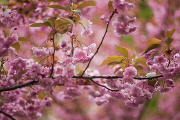 Beautiful and cute pink cherries (Sakura flowers), wallpaper background, soft focus. Natural looking Sakura flowers blooming in the garden against the backdrop of morning spring. 
