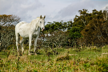 Obraz premium An aging white horse standing in a austere grassland