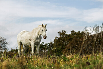 An aging white horse standing in a austere grassland
