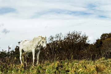 Fototapeta premium An aging white horse standing in a austere grassland