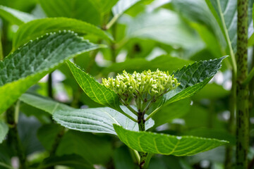 これから色づく紫陽花
