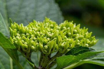 これから色づく紫陽花