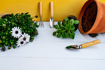 Gardening tools on white wooden background.Spring garden works concept