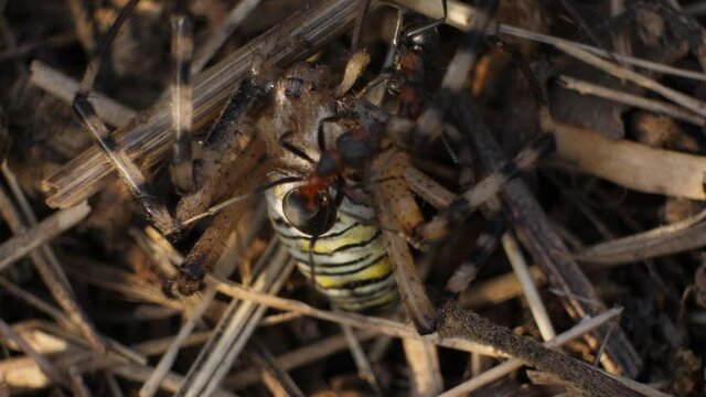 Ants Killing A Tiger Spider After Capture. Macro Wildlife Concept