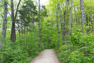 Nature walk along a path surrounded by green trees and shrubs during spring. 