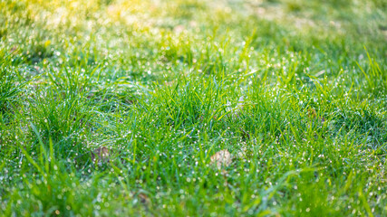 Fototapeta na wymiar Closeup of green grass with drops of dew in morning light.