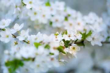 Blossoming of cherry in the spring. Cherry flowers close-up.