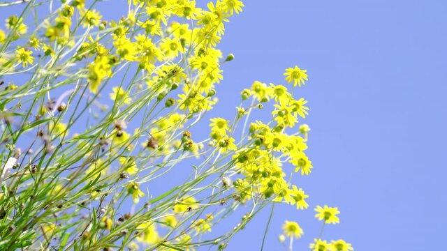 風に揺れる可愛い黄色の野花