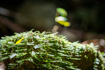 Green fern, closeup with bokeh, in the Gold Coast hinterland forest. Located in QLD, Australia. Outdoors, a warm summer’s day. Concept: use for a background, wallpaper, copy space, landscape.
