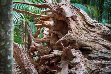 A big fallen dead tree, exposing its huge broken roots, in the Gold Coast hinterland forest. Located in QLD, Australia. A warm summer&rsquo;s day.