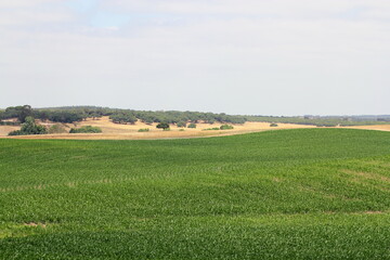 Obraz premium Corn Field