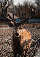 deer stag