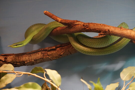 snake in a tree