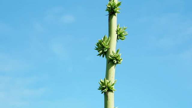  Agave murpheyi at Kaiwi Shoreline Trail, East Honolulu coast, Oahu, Hawaii. Hohokam agave, Murphey agave, and Murphey's century plant.