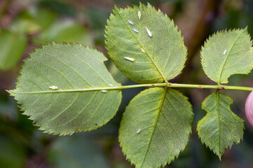 Rose leafhopper Edwardsiana rosae (Cicadellidae) and damage to the rose leaf made by this pest - bright spots. It is a common pest of roses in gardens. 
