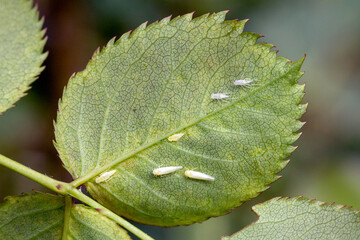 Rose leafhopper Edwardsiana rosae (Cicadellidae) and damage to the rose leaf made by this pest - bright spots. It is a common pest of roses in gardens. 