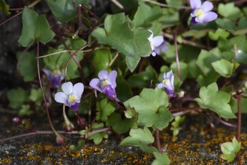 Ivy-leaved Toadflax (Cymbalaria muralis ) flowers. Plantaginaceae perennial evergreen grass.