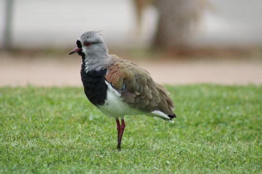 Queltehue sacudiendo sus plimas. Vanellus chilensis, Treile o Tero, en primer plano sobre el pasto verde.
