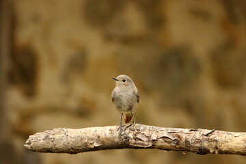 Female Black redstart