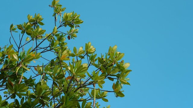  Rhizophora mangle, red mangrove at Kaiwi Shoreline Trail, East Honolulu coast, Oahu, Hawaii.