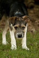 Small black tan and white watch dog on alert with his head down in the yard timid scared on alert...