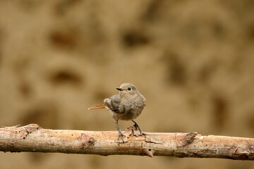 Female Black redstart