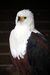 Weißkopfseeadler