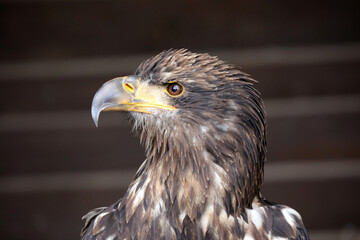 Greifvogel