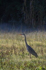 Ardea cinerea on plains 