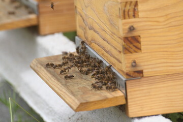 Bees on hive entrance - Beekeeping