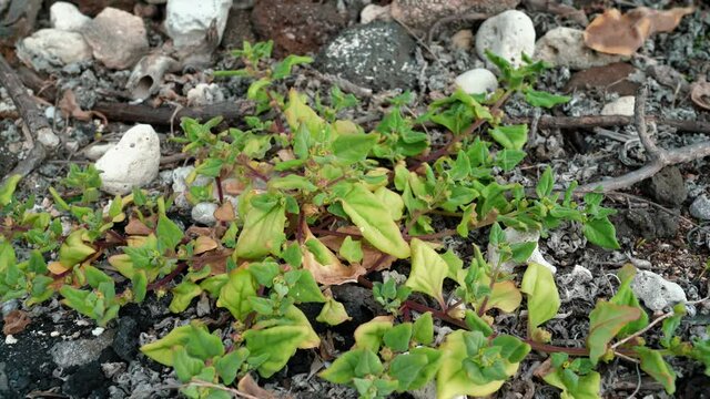 Tetragonia tetragonoides, commonly called New Zealand spinach and other local names, is a flowering plant in the fig-marigold family (Aizoaceae). Kaiwi Shoreline trail, Honolulu, Hawaii