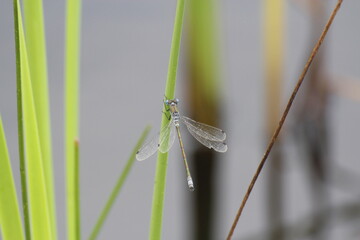 dragonflies