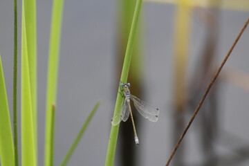 dragonflies