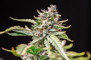 HDR close up shot of a cannabis plant blossom