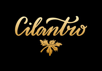 Vector illustration of cilantro lettering for packages, product design, banner, sticker, spice shop price list and  decoration. Handwritten isolated word with a drawn leaf for web or print
