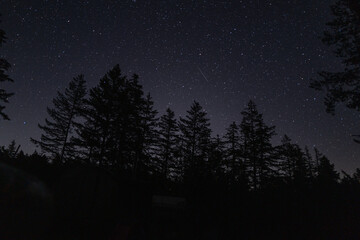 A shooting star meteor streaks across a night sky above forest