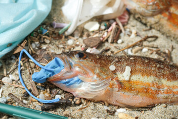 Comber perch fish dead eating plastic rubber disposal glove trash on a debris contaminated sea...